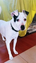 KALESI, Hund, Mischlingshund in Spanien - Bild 4