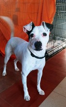KALESI, Hund, Mischlingshund in Spanien - Bild 5