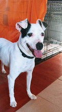 KALESI, Hund, Mischlingshund in Spanien - Bild 6