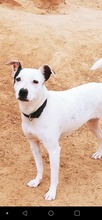 KALESI, Hund, Mischlingshund in Spanien - Bild 8