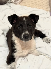 TELMA, Hund, Border Collie-Mastiff-Mix in Spanien - Bild 1