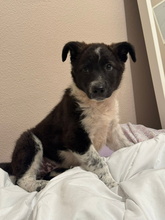 TELMA, Hund, Border Collie-Mastiff-Mix in Spanien - Bild 2
