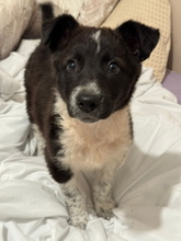 TELMA, Hund, Border Collie-Mastiff-Mix in Spanien - Bild 3