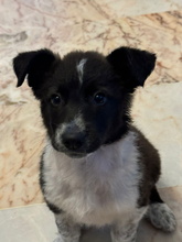 TELMA, Hund, Border Collie-Mastiff-Mix in Spanien - Bild 4