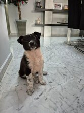 TELMA, Hund, Border Collie-Mastiff-Mix in Spanien - Bild 6