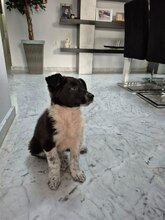 TELMA, Hund, Border Collie-Mastiff-Mix in Spanien - Bild 7