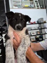 TELMA, Hund, Border Collie-Mastiff-Mix in Spanien - Bild 8