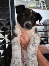 TELMA, Hund, Border Collie-Mastiff-Mix in Spanien - Bild 9