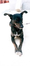 CANDY, Hund, Mischlingshund in Spanien - Bild 1