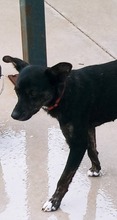 CANDY, Hund, Mischlingshund in Spanien - Bild 2