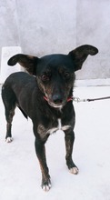 CANDY, Hund, Mischlingshund in Spanien - Bild 3