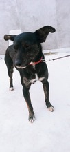 CANDY, Hund, Mischlingshund in Spanien - Bild 4