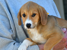 GIULIO, Hund, Mischlingshund in Eckernförde - Bild 1