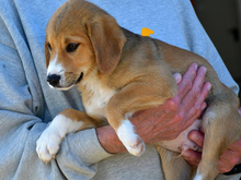 GIULIO, Hund, Mischlingshund in Eckernförde - Bild 2