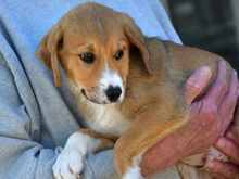 GIULIO, Hund, Mischlingshund in Eckernförde - Bild 3