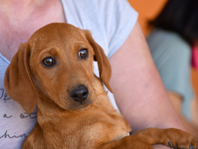EMILIO, Hund, Dackel-Mix in Buchholz