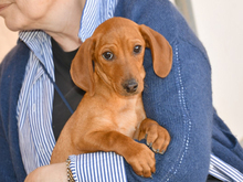 ENRICO, Hund, Dackel-Mix in Bielefeld - Bild 1