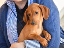 ENRICO, Hund, Dackel-Mix in Bielefeld - Bild 2
