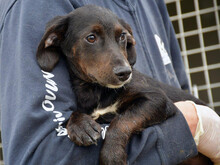 PULCINELLO, Hund, Mischlingshund in Hamburg