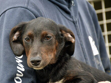 PULCINELLO, Hund, Mischlingshund in Hamburg - Bild 2
