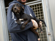PULCINELLO, Hund, Mischlingshund in Hamburg - Bild 3