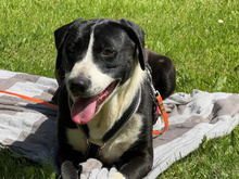 DORA, Hund, Mischlingshund in Strehla - Bild 1