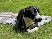 DORA, Hund, Mischlingshund in Strehla - Bild 2