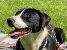DORA, Hund, Mischlingshund in Strehla - Bild 3