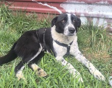PINTA, Hund, Mischlingshund in Viersen - Bild 2