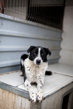 PINTA, Hund, Mischlingshund in Viersen - Bild 3