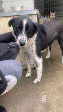 PINTA, Hund, Mischlingshund in Viersen - Bild 4