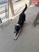 PINTA, Hund, Mischlingshund in Viersen - Bild 5