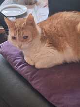 MAYA, Katze, Europäisch Kurzhaar in Neustadt - Bild 11