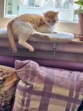 MAYA, Katze, Europäisch Kurzhaar in Neustadt - Bild 13