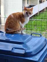 MAYA, Katze, Europäisch Kurzhaar in Neustadt - Bild 2