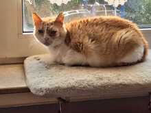 MAYA, Katze, Europäisch Kurzhaar in Neustadt - Bild 3