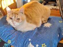 MAYA, Katze, Europäisch Kurzhaar in Neustadt - Bild 4