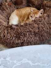 MAYA, Katze, Europäisch Kurzhaar in Neustadt - Bild 5