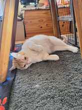 MAYA, Katze, Europäisch Kurzhaar in Neustadt - Bild 6