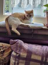MAYA, Katze, Europäisch Kurzhaar in Neustadt - Bild 7
