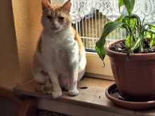 MAYA, Katze, Europäisch Kurzhaar in Neustadt - Bild 8