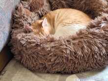MAYA, Katze, Europäisch Kurzhaar in Neustadt - Bild 9