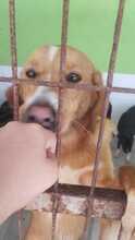 JULIA, Hund, Mischlingshund in Neu-Bamberg - Bild 1
