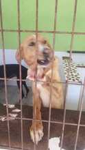 JULIA, Hund, Mischlingshund in Neu-Bamberg - Bild 2