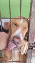 JULIA, Hund, Mischlingshund in Neu-Bamberg - Bild 3