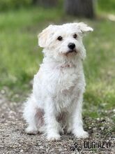 BAMBIE, Hund, Mischlingshund in Slowakische Republik - Bild 1