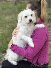 BAMBIE, Hund, Mischlingshund in Slowakische Republik - Bild 10