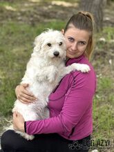 BAMBIE, Hund, Mischlingshund in Slowakische Republik - Bild 11