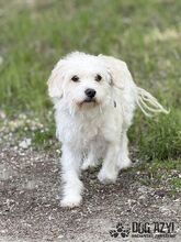BAMBIE, Hund, Mischlingshund in Slowakische Republik - Bild 2