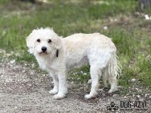 BAMBIE, Hund, Mischlingshund in Slowakische Republik - Bild 3